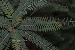 Phyllanthus talbotii